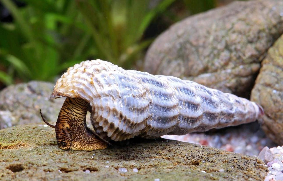 Himalayan Turmdeckelschnecke  Tylomelania marwotoae
