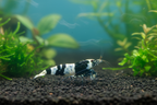 Black Bee - Caridina logemanni
