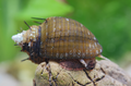 Haarige Turmdeckelschnecke - Thiara cancellata