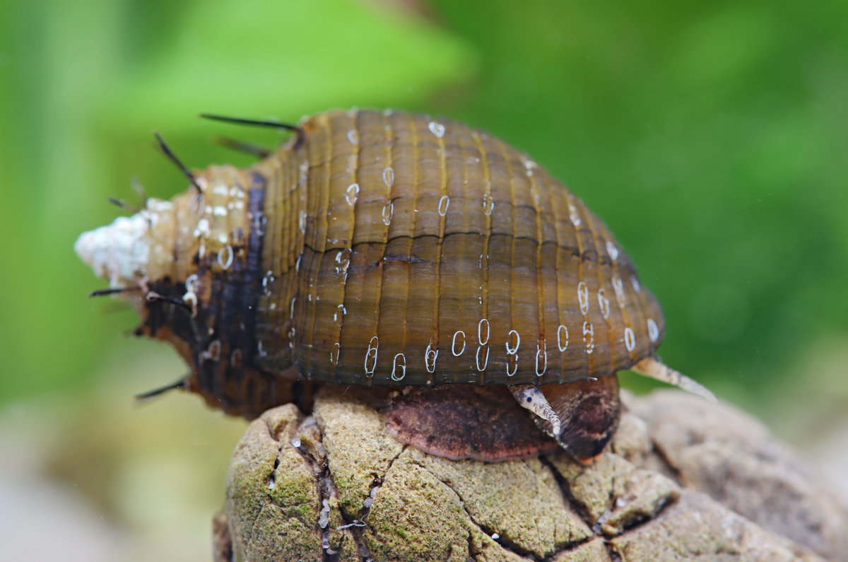 Haarige Turmdeckelschnecke - Thiara cancellata