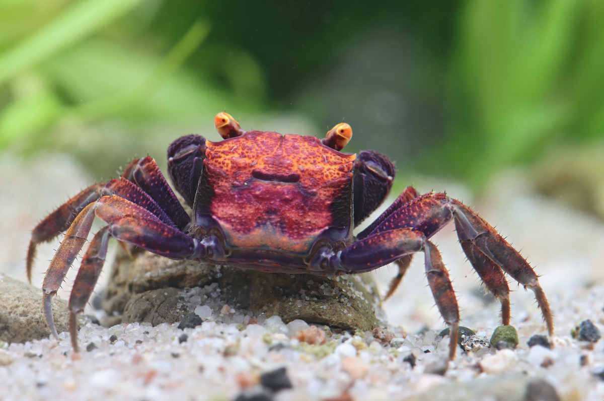 Geosesarma sp. – Vampirkrabbe „Volcano“