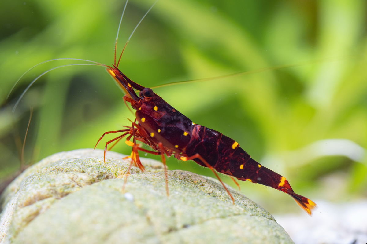 Sulawesi "Three spot red bee" - Caridina spec.