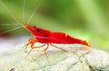 Caridina sp. (Lake Towuti) – Sulawesi „Blossom Red“