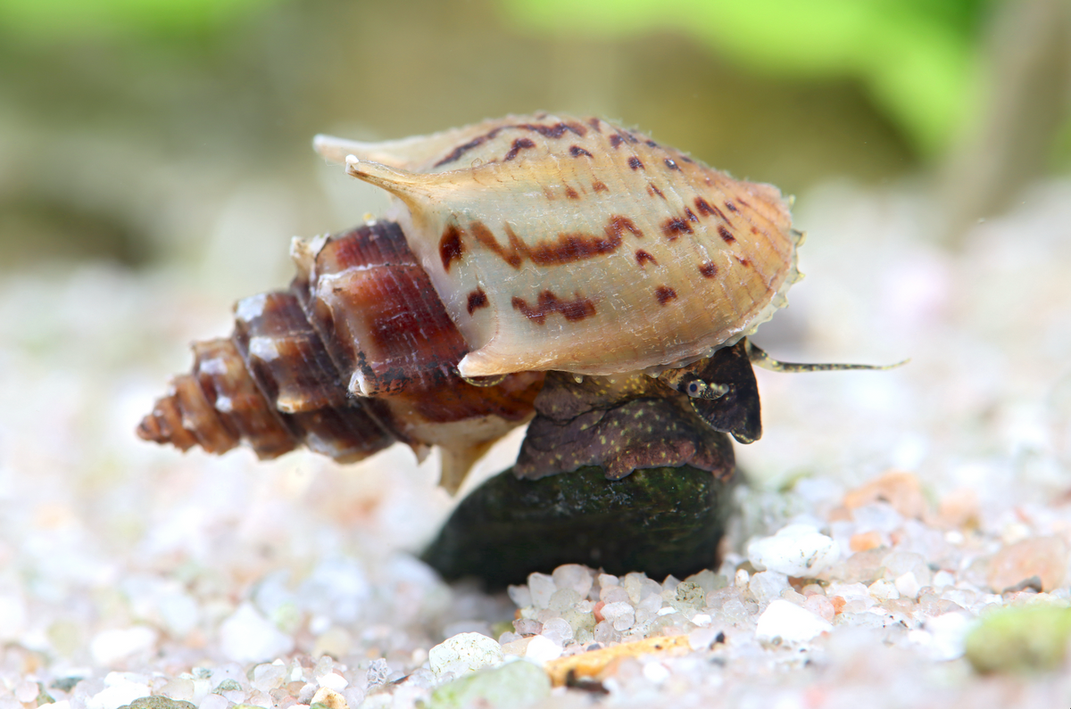 Thiara scabra – Turmdeckelschnecke „Ankylosaurus“