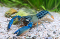 Cherax misolicus – Krebs „Misool Flusskrebs“