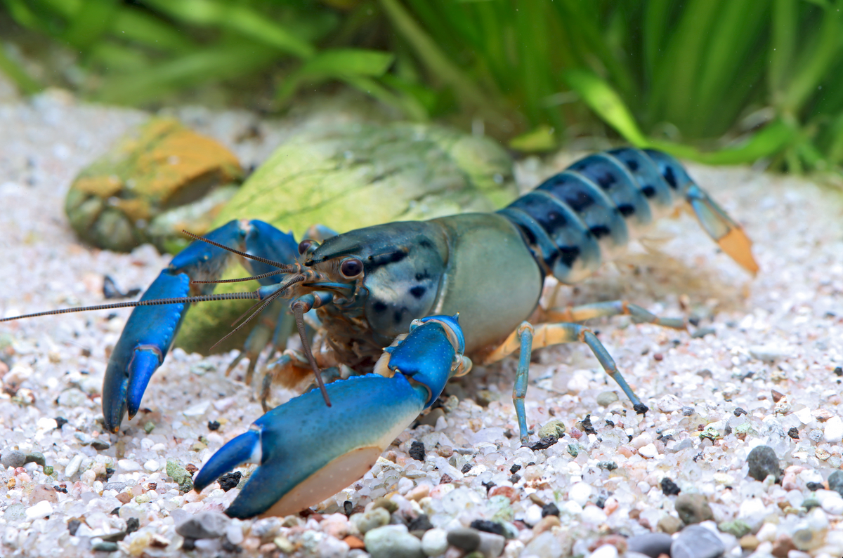 Cherax misolicus – Krebs „Misool Flusskrebs“