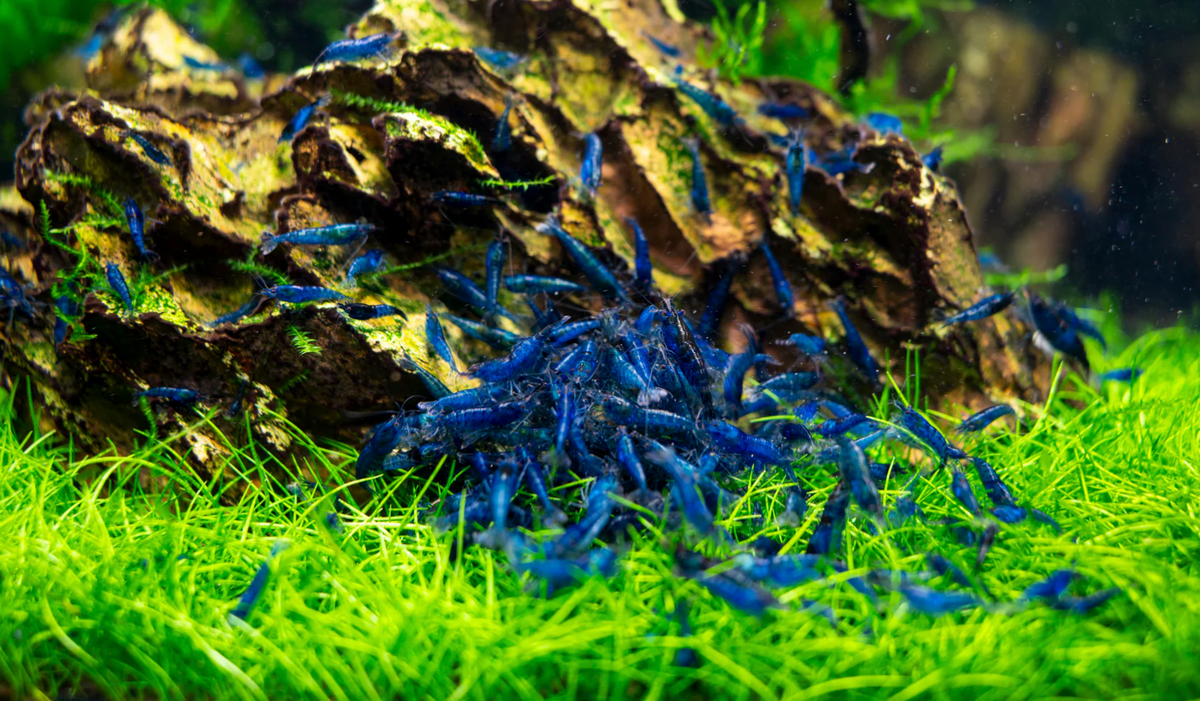 10 Blue Dream Garnele + 1 Becher Taiwan Moos – Taxiphyllum alternans 'Taiwan Moss'