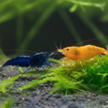 Blue Dream Garnelen + Yellow Fire Garnele Mix 20 St. 10 / 10