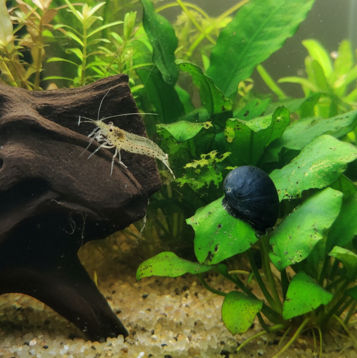 5x Amanogarnelen + 5x Stahlhelmschnecken – Die ideale Putztruppe für Ihr Aquarium