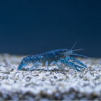 Baby Blauer Floridakrebs - Procambarus alleni