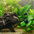 10 x Amanogarnelen + 10 x Stahlhelmschnecken – Die ideale Putztruppe für Ihr Aquarium