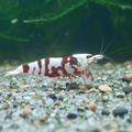 Red Fancy Tigergarnelen