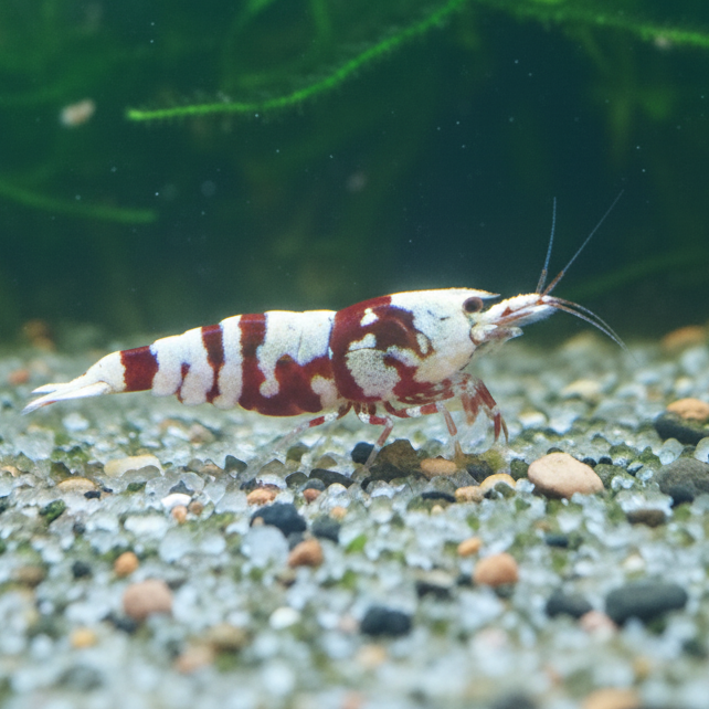 Red Fancy Tigergarnelen