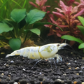 Golden Bee - Caridina logemanni