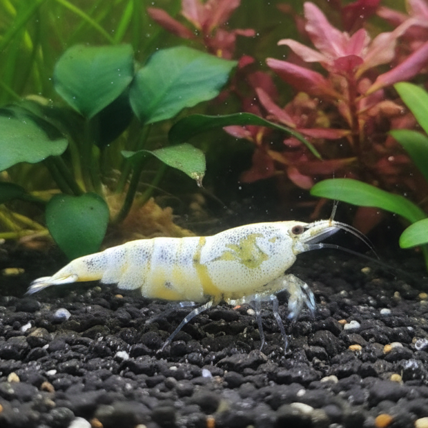 Golden Bee - Caridina logemanni