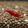 Bloody Mary OE Garnelen (Neocaridina OE)