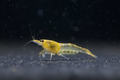 YKK Skeleton Garnele – Caridina