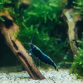 Pinto Backline Schwarz – Caridina sp.