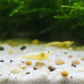 Snow White Garnelen - Caridina logemanni