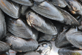 500 Teichmuscheln S-M