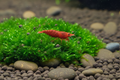 Red Cherry - Garnele Super Rot-  Neocaridina