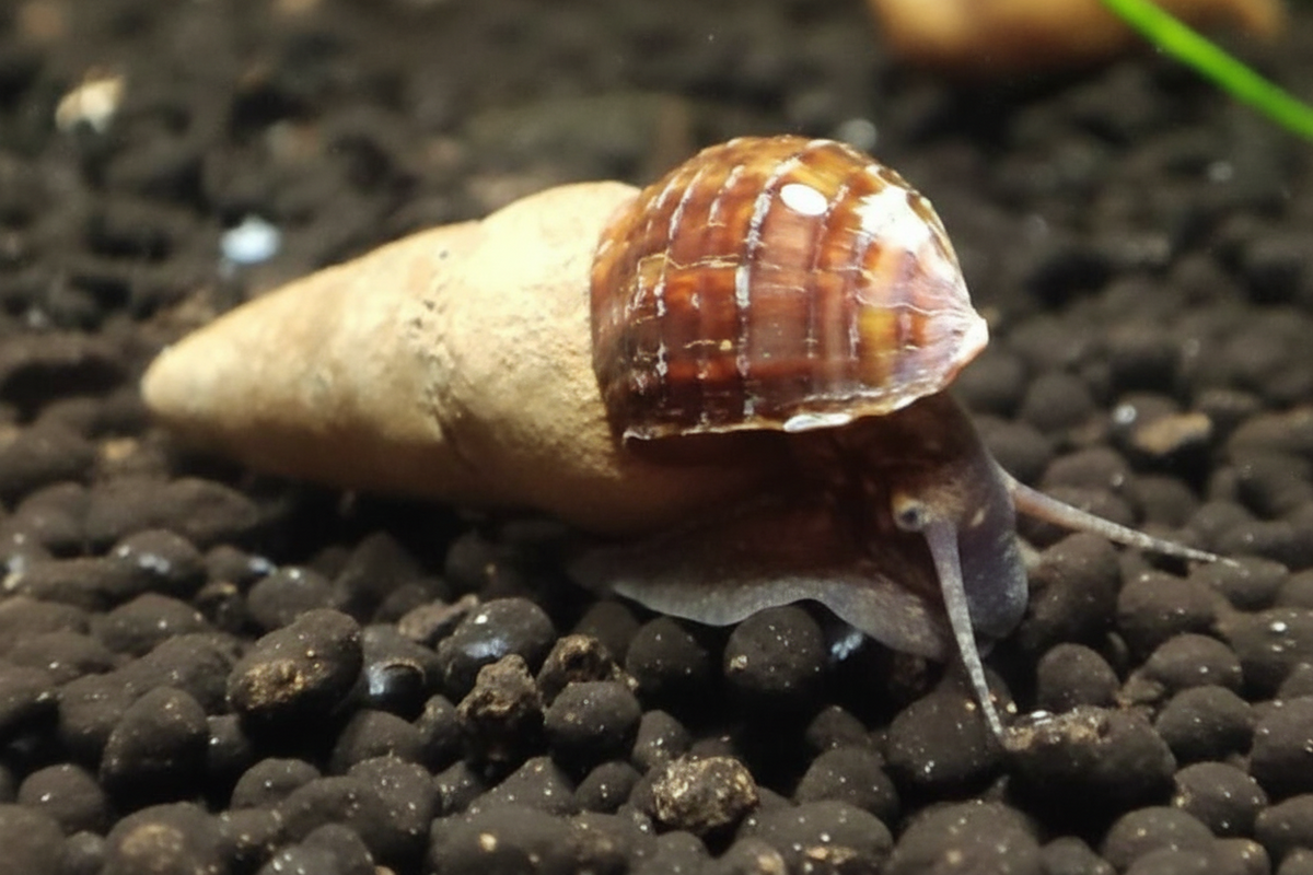 Donnerkeilschnecke - Tylomelania perfecta