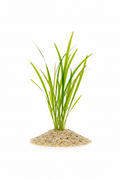 vallisneria