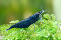Dark Green Jade Shrimp - Neocaridina davidi