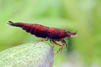 Red Onyx Garnele – Neocaridina davidi | Tiefrote Zwerggarnele für Aquarium, Nano-Becken
