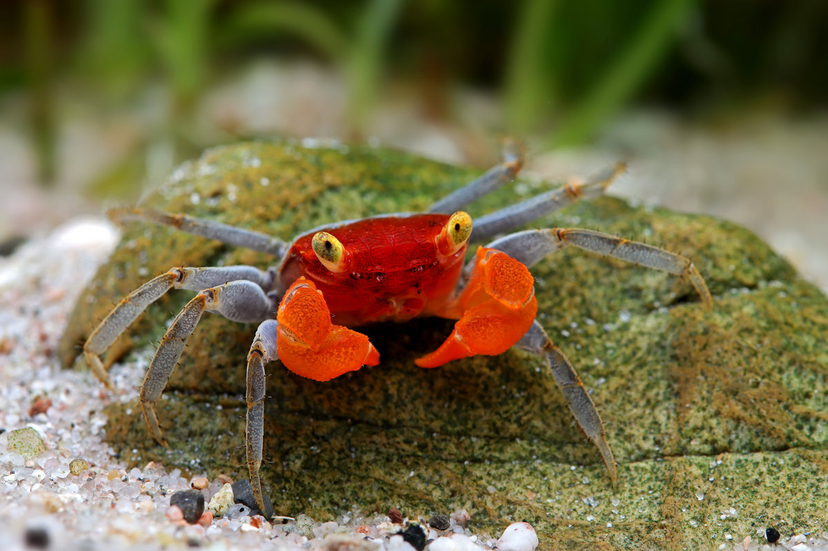 Vampirkrabbe „Ronin“ – Geosesarma sp. | Exotische Landkrabbe für Paludarium &Tropenterrarium