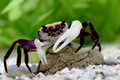 Vampirkrabbe „Purple Witcher“ – Lepidothelphusa sp. | Seltene violette Krabbe für Paludarium & Tropenterrarium