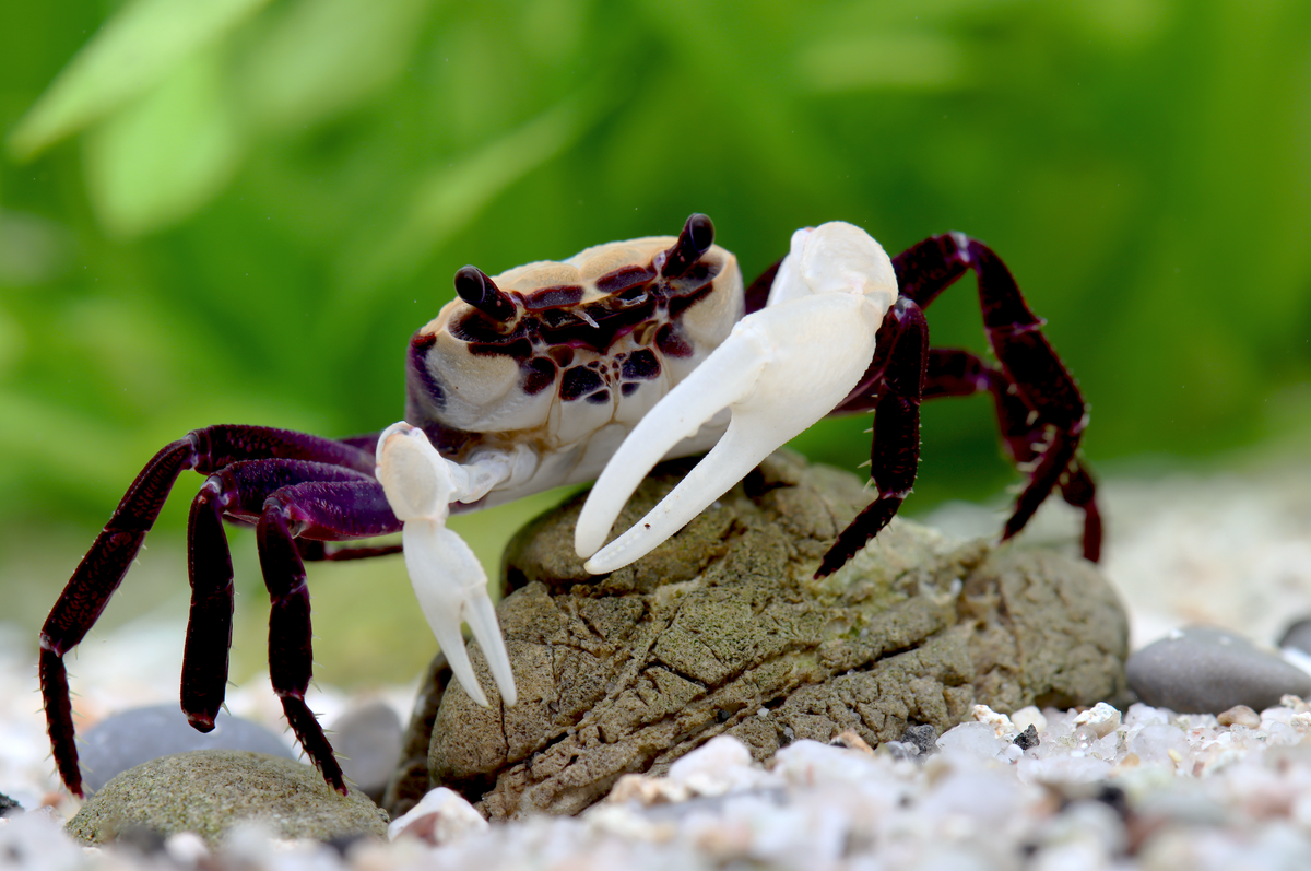 Vampirkrabbe „Purple Witcher“ – Lepidothelphusa sp. | Seltene violette Krabbe für Paludarium & Tropenterrarium