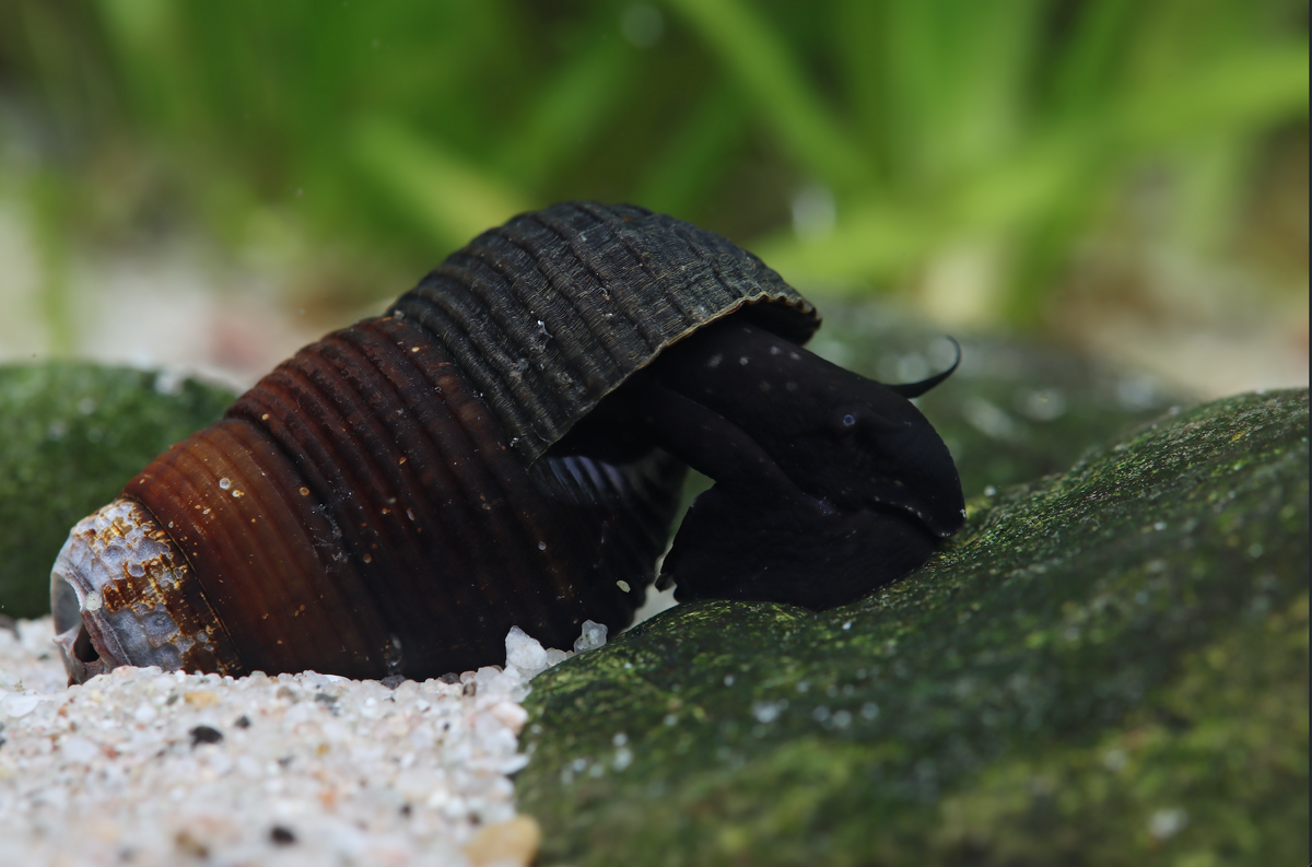 Tylomelania mini Black – Tylomelania towutica |  Sulawesi-Becken