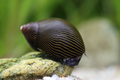 Tiger Rennschnecke (Neritina sp.)
