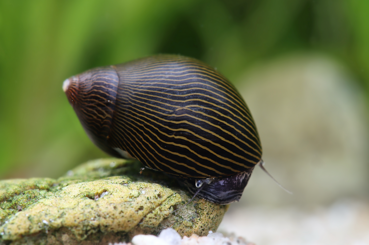 Tiger Rennschnecke (Neritina sp.)