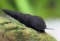 Melanoides maculata – Schwarze Turmdeckelschnecke | nützliche Bodenschnecke für Aquarium & Substratpflege