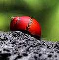 Super Red Rennschnecke - Deadpool Rennschnecke -  Neritina Vittina