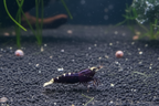 Purple Metallic Garnelen