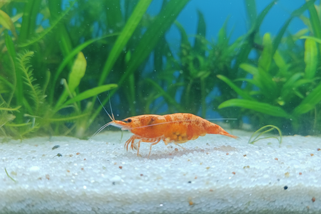 Koi Sunburst   Neocaridina davidi