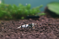 Zwerggarnele fancy tiger black - Caridina sp.
