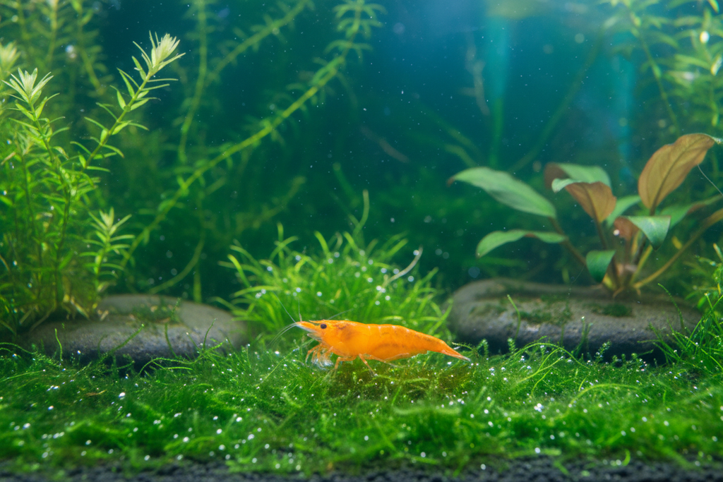 Sunkist Sakura Zwerggarnele Neocaridina Davidi