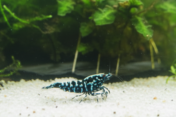 Snowflake Galaxy -Caridina