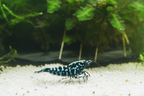 Snowflake Galaxy -Caridina