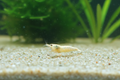 Caridina Pure White Bee