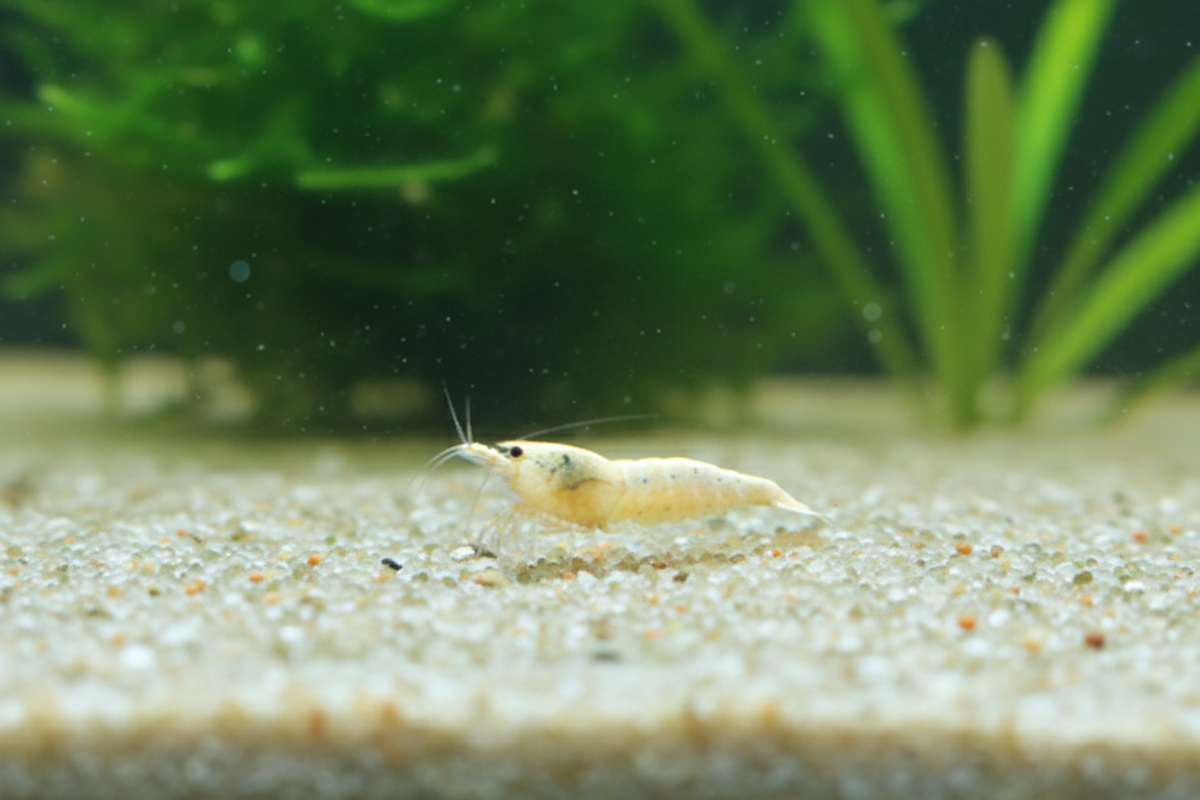 Caridina Pure White Bee