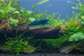 Blue Dream Garnele aus eigener Zucht