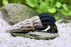 Tylomelania patriatrchalis - Pelhuhn Black