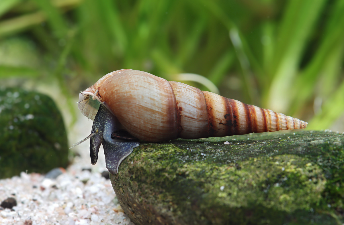 XXL Indische Turmdeckelschnecke