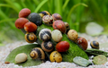 Schnecken mix - Fancy Geweihschnecke