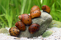 Orange Track Rennschnecke Mix 5 Stück